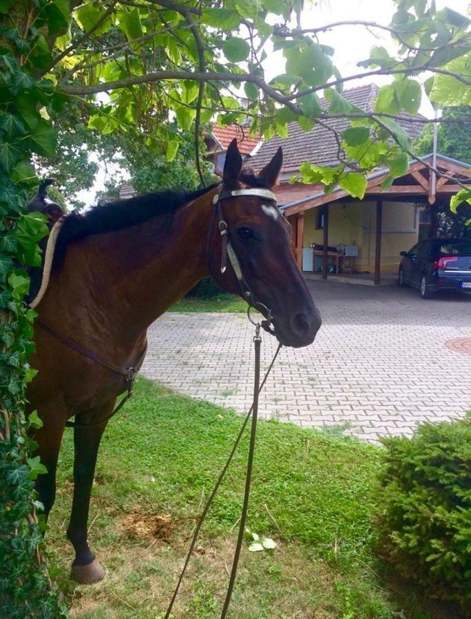Apartmanove Ubytovanie Pod Dubom Polny Kesov Luaran gambar